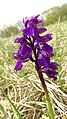 Anacamptis morio Germany - Kaiserstuhl (Gebirge)