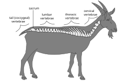 Anatomie und Physiologie der Tiere Regionen einer Wirbelsäule.svg