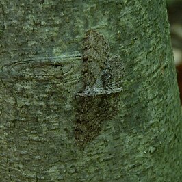 Anacamptodes ephyraria