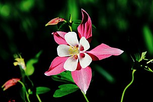 Une fleur d'ancolie du Canada. (définition réelle 4 752 × 3 168)