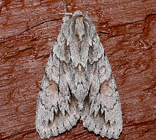 <i>Andropolia theodori</i> Species of moth