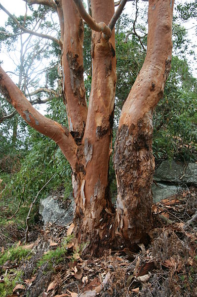 File:Angophora costata NGH1.JPG