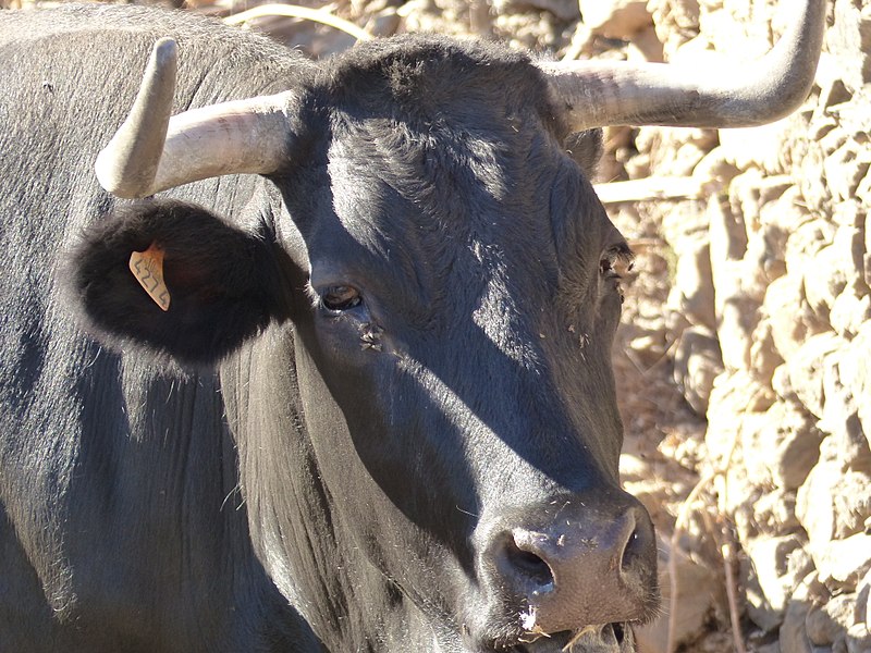 File:Animales en Granadilla, Cáceres, España, 2017 16.jpg