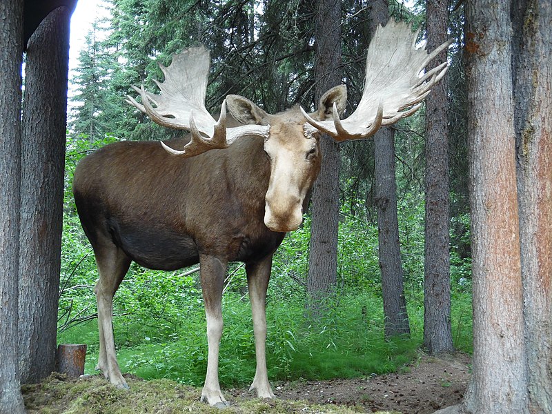 File:Animals of Denali National Park. Alaska, 2016 (180).jpg