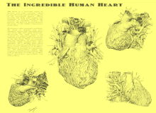 Animated heart Animated Heart - Old Textbook style.gif