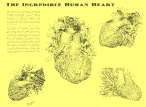 قلب: البنية, التطور, الفيزيولوجيا