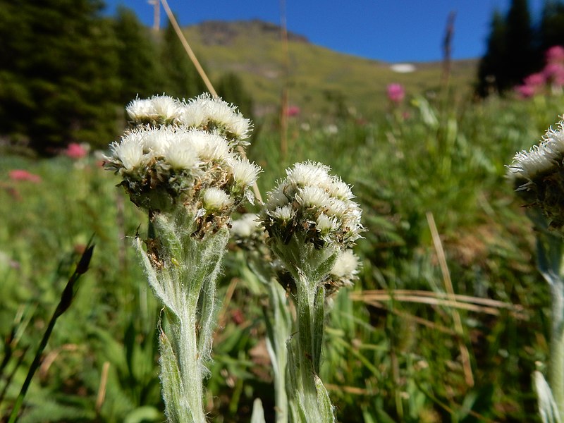 File:Antennaria alpina - alpine pussytoes - Flickr - Matt Lavin (2).jpg