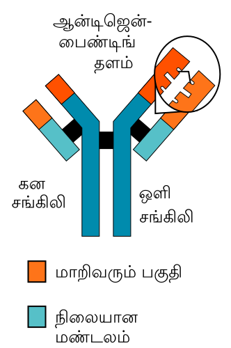 File:Antibody chains-ta.svg