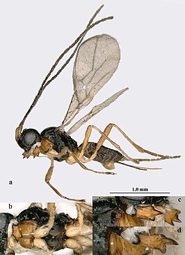 Aphaereta vondelparkensis