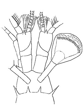 Голова Arachnomysis affinis