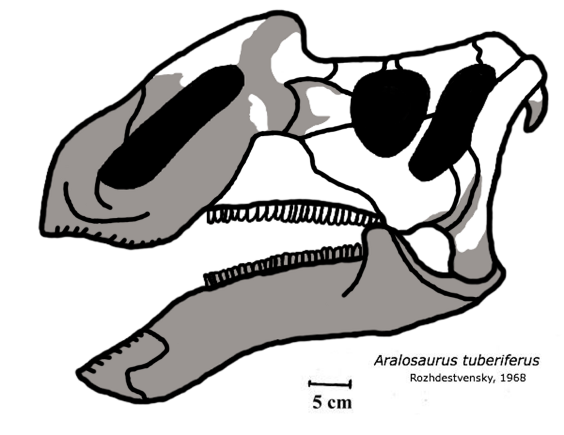 Aralosaurus tuberiferus