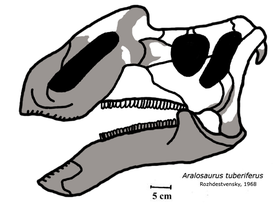 Реконструкция черепа типового рода аралозавра