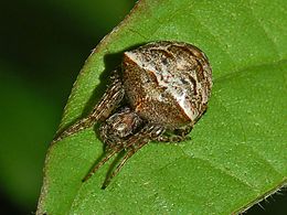 Kétcsúcsú keresztespók (Gibbaranea bituberculata)