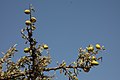 Fruits de l'arganier