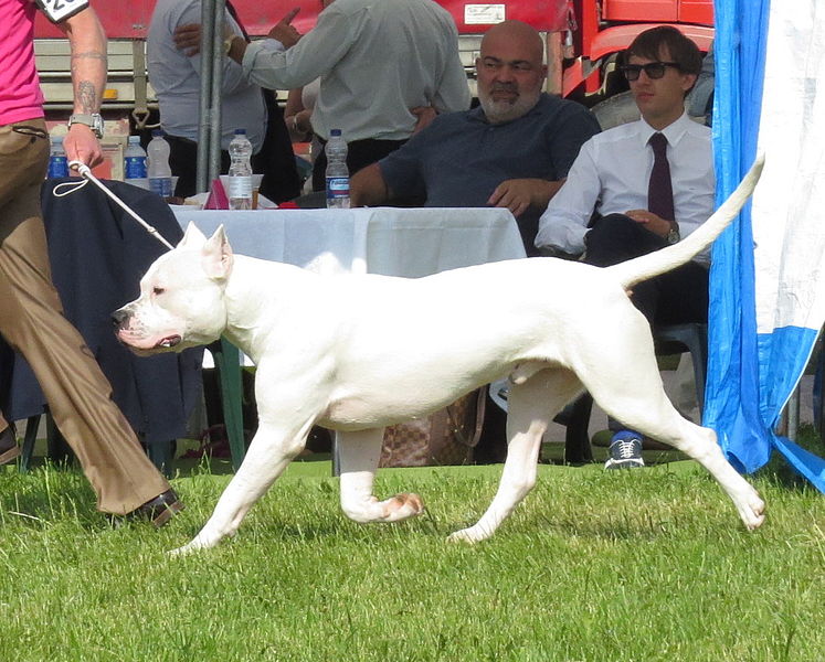 File:Argentine dog Moletai May 2014.jpg