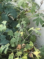 An argiope's web with stabilimentum in Independence, Missouri Argiope-IndependenceMO.jpg