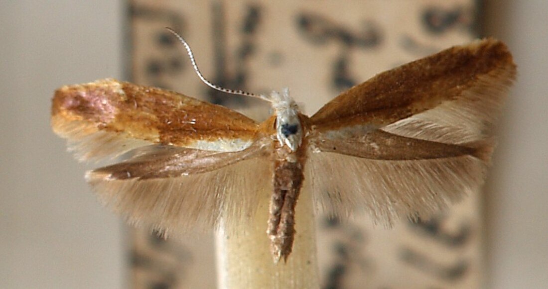 Argyresthia albistria