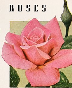 rose catalogue from 1936