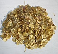 Photo en couleurs d'un tas de graines dorées sur support blanc.