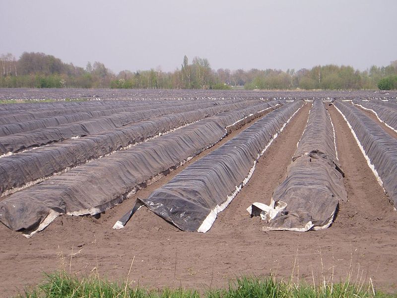 File:Aspergesveld-Reusel.jpg