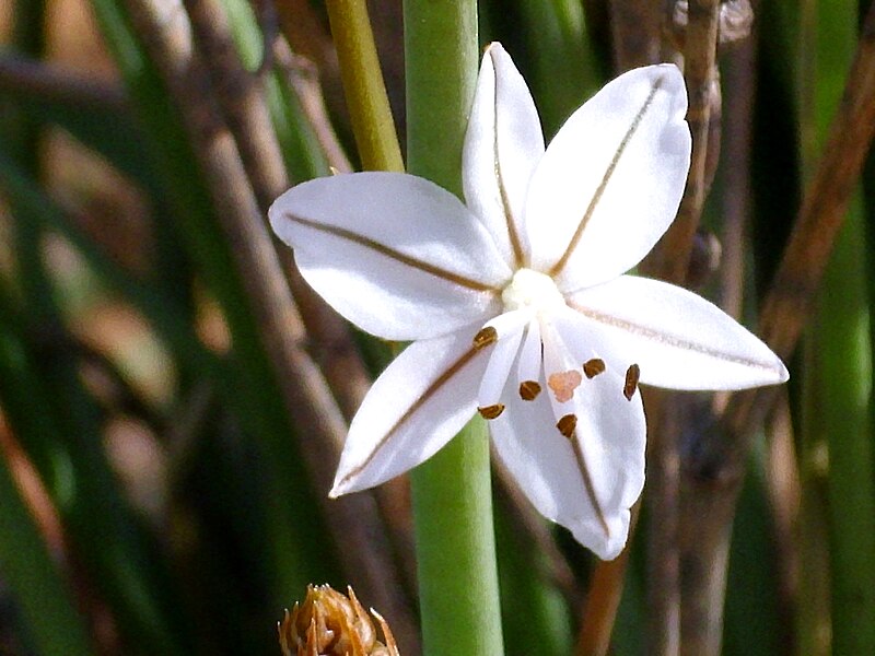 File:Asphodelus ayardii enfoque 2010-3-29 DehesaBoyalPuertollano.jpg