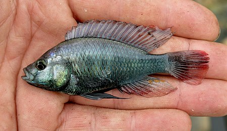 Astatotilapia stappersii