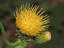 Сложноцветные - Cirsium erisithales-003.JPG