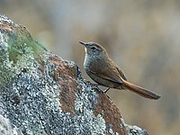 Ravinekorgfugl, Asthenes pudibunda, Peru Foto: Nick Athanas