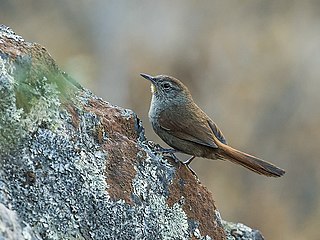 Canyon canastero Species of bird