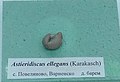 en:Astieridiscus ellegans (Karakasch) Lower en:Barremian, Povelyanovo, Varna Province at the Sofia University "St. Kliment Ohridski" Museum of Paleontology and Historical Geology