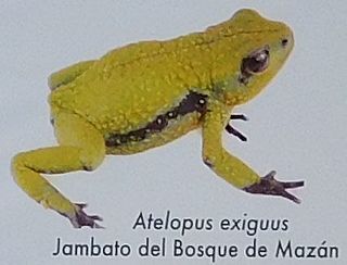 <i>Atelopus exiguus</i> Species of amphibian