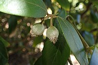 "fruit and foliage"