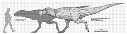 Size compared to a human Aucasaurus garridoi Scale Diagram.jpg