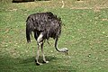 * Nomination Ostrich (Struthio camelus) at zooParc in Beauval (Saint-Aignan, Loir-et-Cher, France). --Gzen92 10:33, 19 September 2019 (UTC) * Promotion  Support Good quality. --Poco a poco 19:28, 19 September 2019 (UTC)