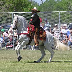 Beginning of a canter pirouette to the right. AztecaHorse.jpg