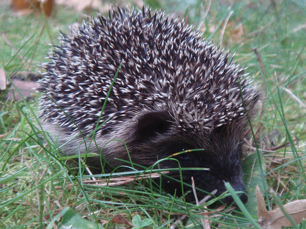 File Bebe Herisson Hedgehog Jpg Wikimedia Commons