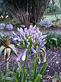 Purple flower of agapanthus praecox in the Brisbane City Botanic Gardens. Image taken in summer.