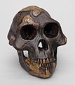 Australopithecus afarensis "Lucy" skull