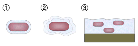 Beberapa struktur ekstraseluler bakteri: 1-Kapsul, 2-lapisan lendir, 3-biofilm
