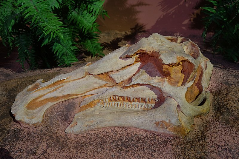 File:Bactrosaurus Museum of Ancient Life.jpg