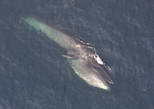 Rudolfijev kit na površini mora