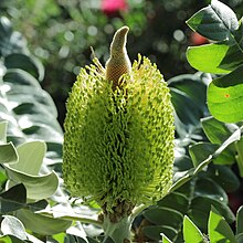 Banksia grandis-IMG 0178.jpg 