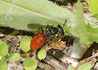 Female Sphecodes sp. (Halictidae)