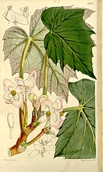 Miniatura para Begonia palmata