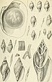 Beiträge zur Kenntnis der Molluskenfauna der Magalhaen-Provinz (1904) (20369435921).jpg