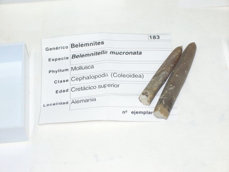 File:Belemnites sp.2 - Cretacico.JPG