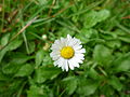 * Nomination Bellis perennis, the common daisy. Arria Belli 18:55, 1 September 2008 (UTC) * Decline all but composition which is very central, too much wasted background Gnangarra 12:31, 4 September 2008 (UTC)