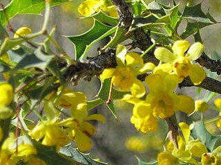 <i>Berberis harrisoniana</i> Species of shrub