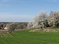 Frühling an der Bergstraße bei Alsbach