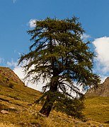 Bergtocht van Gimillan (1805m.) naar Colle Tsa Sètse in Cogne Valley (Italië) 035.jpg